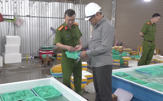CLIP: Cận cảnh xử lý "kho" tôm hùm giống nhập lậu ở Khánh Hòa