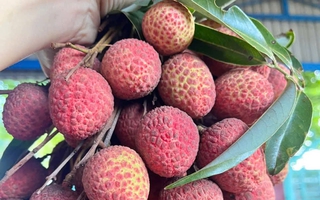 Vải thiều đầu vụ bán 60.000 đồng/kg