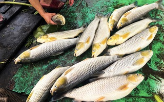 Cá bè nuôi trên sông Đồng Nai chết hàng loạt
