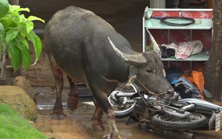"Trâu điên" lao vào nhà dân húc 3 người bị thương