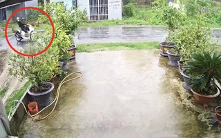 Cây phượng ngã đổ làm đứt dây điện, 2 người bị điện giật tử vong