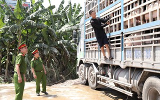 Chở 180 con heo nhiễm dịch tả châu Phi đi tiêu thụ