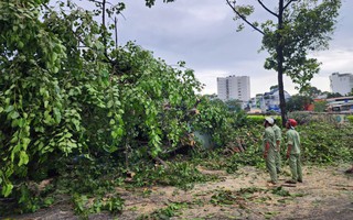 Quận 10: Cây xanh liên tục ngã đổ, hiện trường ngổn ngang