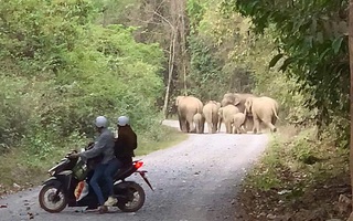 Xuất hiện đàn voi rừng đi trên đường ven hồ Trị An