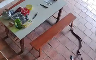 VIDEO: Thót tim cảnh cụ bà 96 tuổi bị rắn bò vào sân nhà tấn công