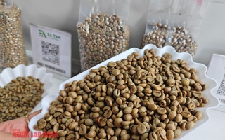 Giá cà phê hôm nay 7-5: Robusta “hàng giấy” giảm, hàng thực vẫn cao