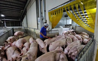 Giá heo hơi hôm nay 7-5: Đồng loạt hạ nhiệt trên cả nước