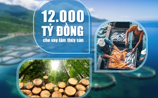 kèo nhà cái tỷ lệ cá cược tiếp tục đầu tư vào lĩnh vực lâm, thủy sản