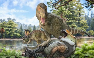 Nghiên cứu mới tiết lộ thứ giúp T-rex phình to thành bạo chúa