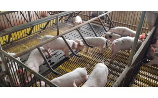 Giá heo hơi hôm nay 9-5: bất ngờ đảo chiều tăng ở cả 3 miền