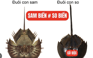 Ăn so biển, người đàn ông liệt cơ, suýt mất mạng