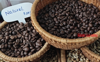 Giá cà phê hôm nay 12-6: Giảm tiếp, về sát mốc 110.000 đồng/kg