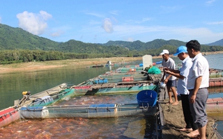Những lồng cá bạc tỉ trên núi