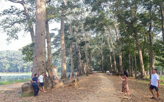 Phát triển đô thị không ảnh hưởng cây xanh
