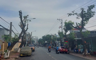 Hình ảnh hàng cây bị đốn hạ, cắt tỉa trơ trụi trên đường phố Dĩ An, Bình Dương