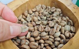 Giá cà phê hôm nay 22-6: Chính thức mất mốc 100.000 đồng/kg