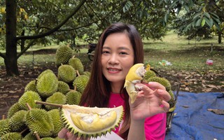 Lần đầu livestream bán sầu riêng Sáu Hữu tại vườn