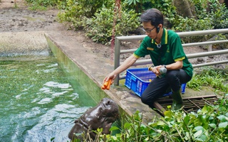 Xúc động chuyện hà mã lùn tại Thảo Cầm Viên Sài Gòn