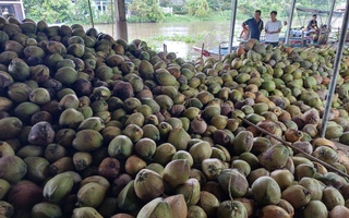 Sốc với đà tăng của giá dừa trong nước