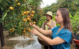 Phường nào của tỉnh Cà Mau mới có vườn nhãn 100 năm tuổi?