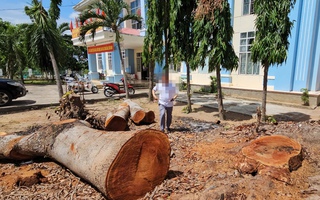 Hàng loạt cây gỗ lớn tại trụ sở phường bị chặt bán trước khi sáp nhập
