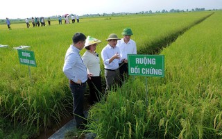 Trồng lúa giảm phát thải thu lợi kép