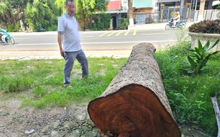 Cưa bán nhiều cây ở trụ sở trước khi sáp nhập: Chủ tịch phường cũng mua