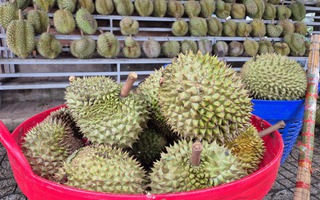 Sầu riêng rớt giá vì lý do bất ngờ