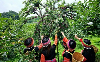 Ngẩn ngơ trước rừng mận chín đỏ ở Mộc Châu