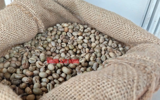 Giá cà phê hôm nay 4-6: Giảm tiếp, Đức chi gần gấp đôi để mua cà phê Việt