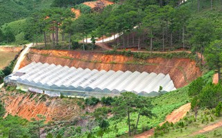 San gạt đất, làm nhà kính lan rộng những đồi thông ở cửa ngõ Đà Lạt