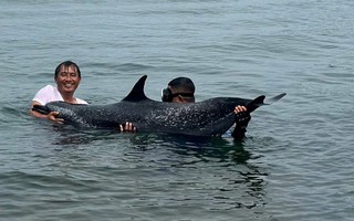 Chú cá heo mắc cạn tại cảng Tiên Sa đã chết