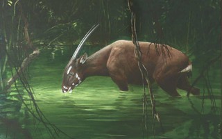 Họa sĩ của "Nghệ thuật hoang dã"