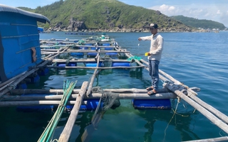 Khởi tố 4 đối tượng trộm cắp tôm hùm