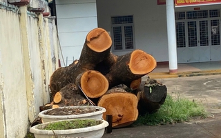 Đề nghị báo cáo việc cưa hạ cây xà cừ trong trụ sở Công an phường