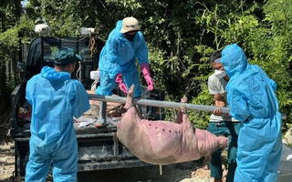 Không để dịch tả heo châu Phi bùng phát!