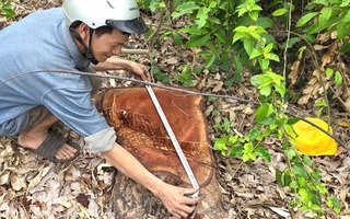 Vụ cưa bán cây tại trụ sở trước sáp nhập: Nhiều cây nằm ngoài báo cáo