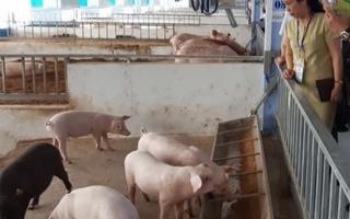 Huế khuyến cáo nóng trước tình hình dịch tả heo châu Phi lan rộng ở miền Trung
