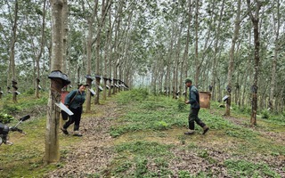 Những bước đi chiến lược của ngành cao su