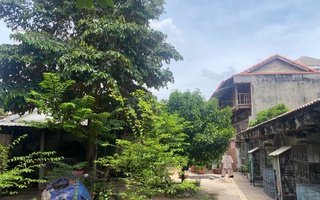 Sâu rễ, bền gốc
