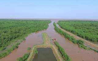 Trồng cây gây rừng lấn biển