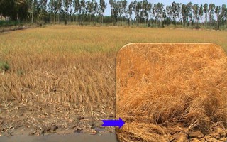 Cải thiện sức khỏe của đất trong điều kiện nắng nóng, hạn mặn và phèn đầu vụ hè thu