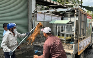 Quảng Ngãi: Gấp rút truy tìm chú chó nghi mắc bệnh dại