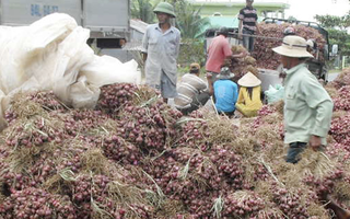 Cần Thơ phản bác thông tin 1 giám đốc doanh nghiệp nói "hơn 1.000 người bị mù do trồng hành tím"
