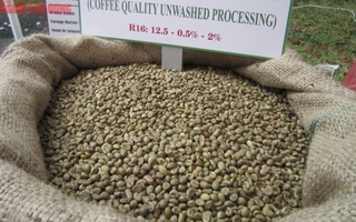 Giá cà phê hôm nay 24-7: Robusta thoát hiểm ngoạn mục