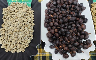 Giá cà phê hôm nay 27-7: Giá trong nước cao hơn thế giới 12.000 đồng/kg