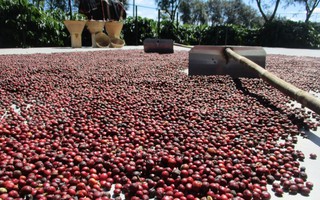 Giá cà phê hôm nay 28-7: Đà tăng có giữ được?