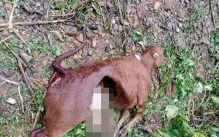 Vụ sói hoang cắn chết 50 con trâu, bò: Nghiêm cấm việc săn bắt chó sói