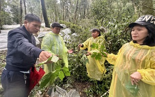 "Quốc bảo" sâm Ngọc Linh bị thiệt hại nặng do mưa bão
