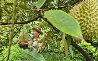 Đưa sầu riêng trở lại thời hoàng kim